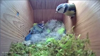 11th April 2021 - Blue tit nest box live camera highlights