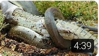 Anaconda Devours Huge Meal | Monster Snakes. #Anacondas#Snakes#NatGeo WILD#anacondas