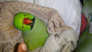 Indian Ringneck parrot sleep like BOSS👆