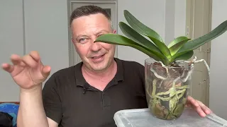 стресс ОРХИДЕИ для цветения / минутный полив пересохшей орхидеи