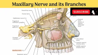 Maxillary Nerve & Its branches #Anatomy #mbbs #education #bds #headandneckanatomy #nerves