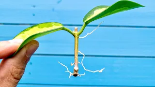 Propagating a Hoya Like This Works Every Time!