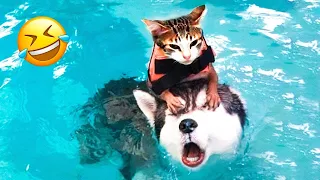 Try Not To Laugh Dogs And Cats 😁 - Best Funniest Animals Video 2023