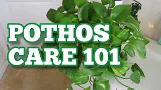 BEST POTHOS CARE TIPS TO GROW LUSH & HEALTHY LONG VINES | Ultimate Guide to Pothos Pt. 2
