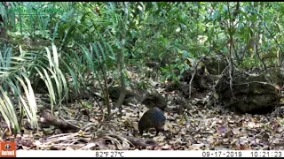 Registro de animais silvestres na Estância Mimosa