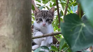 A poor motherless kitten living in the park. This Kitten is so beautiful