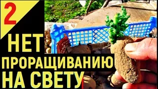 ВЫРАЩИВАНИЕ КАРТОФЕЛЯ от А до Я Проращивание  часть2