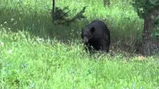 black bear mom huffing