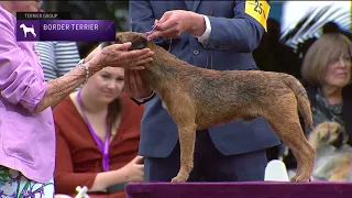 Border Terriers | Breed Judging 2022