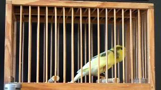 korea roller canary