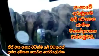 Wild Elephant Attack | Elephant Chasing Safari Jeep | Wasgamuwa National Park | Sri Lanka