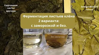 Ферментация листьев клена с заморозкой и без