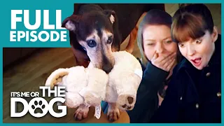 The Four-Legged Baby: Buster | Full Episode | It's Me or the Dog