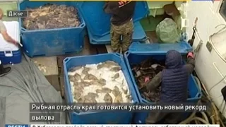 Вести-Хабаровск. Новый рекорд вылова рыбы