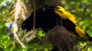 NAT GEO WILD HD (LIVING MUSIC ACTION) 2012