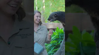 Bindi, Chandler and our beautiful binturongs