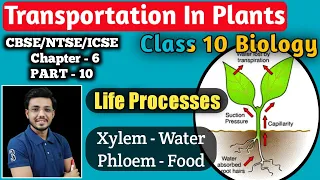 Transportation in Plants - Life Process | Class 10 Biology