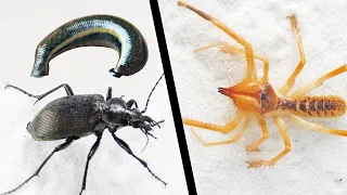 當避日蛛遇到臭甲蟲與水蛭，結果會怎樣？Camel Spider vs stink beetle vs leech