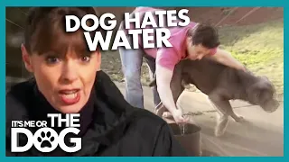 How to Clean a Dog Who Hates Water | It's Me or the Dog