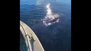Неожиданая встреча с китами / Удивительная встреча с китами