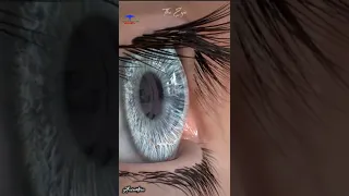 The Human Eye 👁️ Animation || Medical🩺short video 25s || #eyes #shortvideo