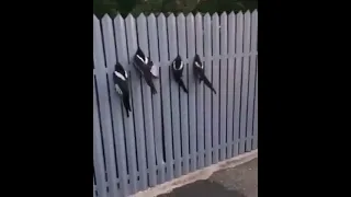 Magpies are stuck in the fence. Funny birds in danger. saves the birds from certain death.
