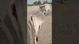 Cow 🐮🐄 #shorts #short #cow #trending #thar #shortsviral #viral #viralvideo #viralshorts #cowlover