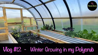 Winter growing in my Polycrub - Vlog #12 (Heavy Duty Polytunnel)