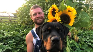 Sunflowers and Sweet Potatoes. Companion Planting