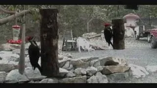 Pileated Woodpeckers (male and female).wmv