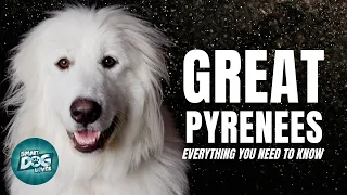 Great Pyrenees Dog Breed Guide - Why Are They Called Guardian Dogs? | Dogs 101 - Great Pyrenees