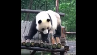 Best 15 Cute Panda Videos Doing Funny Things Compilation