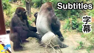 Shame!GENTARO poked Dad butt to get his attention but couldn't play with　MOMO.🅷🅾🆃KyotoZoo,Gorilla