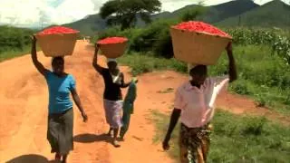 Zimbabwe's Sweet Pepper is Feeding Markets in The USA