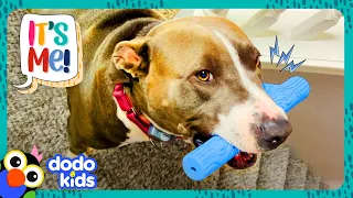 Dog Won’t Let Anyone Near His Magical Stick | Dodo Kids | It’s Me!