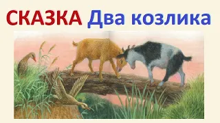 Два Козлика - Сказки для детей!