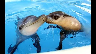 Animal Entertainment Video || Funny Moments Of Seals And Dolphins