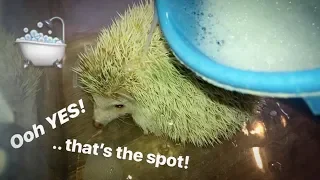 HEDGEHOG almost ATTACKED by DOGS is now with me ~ BATH TIME !!!