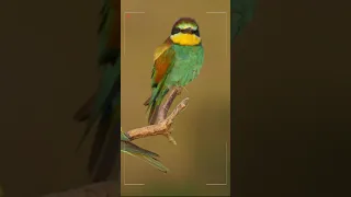 European bee-eater 🐦 #shorts