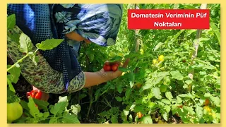 DOMATES VERİMİ NASIL ÇOĞALIR ANACIMIN YÖNTEMİ İLE