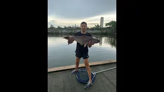 Озерная рыбалка в Паттайе - Ловлю ГИГАНТОВ на удочку - Pattaiya Lake fishing