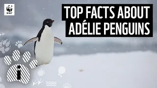 Top Facts about Adélie Penguins | Animal Facts | WWF