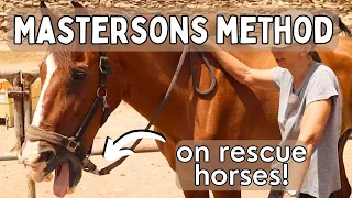 Using The Masterson's Method: Equine Massage To Release Deep Pain In Horses | Tenerife Horse Rescue