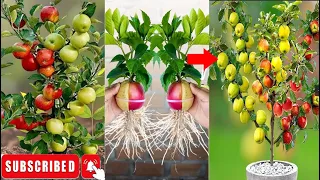 How to Growing Apple fruit and pear fruit With Red onion Eggs to be single tree,How to Grafting