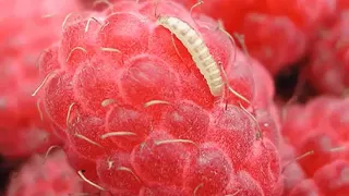 ЧЕРВИ В МАЛИНЕ - Как бороться с червячками в малине