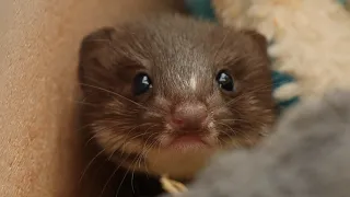 Rescuing and Releasing a Weasel Kit 🐾😍| Rescued & Returned to the Wild | Robert E Fuller