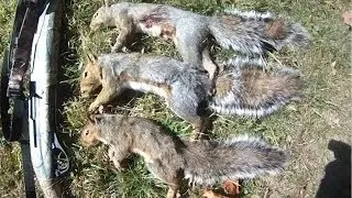 Small Game Hunting #11: 3 Gray Squirrels by 20 Ga. Shotgun
