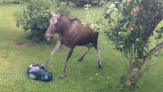Moose Attacks Lawnmower Getting Too Close