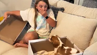 New Puppy Surprise Compilation 2023 | Wholesome Surprise Moments