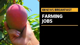 Summer harvest in jeopardy, Government promotes farm work to young Australians | ABC News